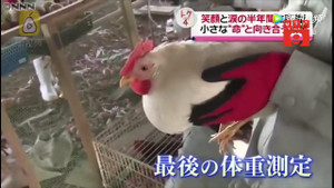 Kỳ lạ khóa học dạy học sinh nuôi gà rồi giết thịt ở Nhật Bản