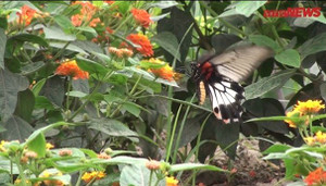 Video: Cận cảnh 8,4km đường hoa chiều tím, cỏ lạc dân tự trồng ở Hà Nội