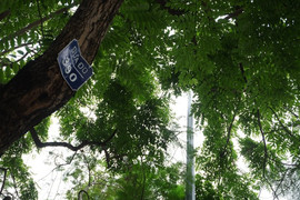 Video: Những cây sưa đỏ tiền tỷ trước ngày di dời để xây ga ngầm ở Hà Nội