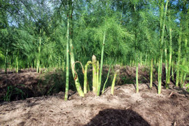 Video: Xem nông dân chăm sóc măng tây qua điện thoại thu 7 triệu đồng/ngày