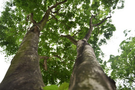 Thi công tuyến Metro ở Hà Nội: Di dời, chặt hạ 171 cây xanh