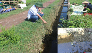 Cá chết bất thường ở Hà Tĩnh