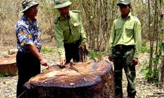 Vườn Quốc gia Yók Đôn bị xâu xé thế nào?