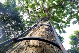 Video: Hàn khung rào sắt kiên cố bảo vệ cây sưa đỏ tiền tỷ ở Hà Nội