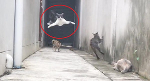 Clip: Mèo phi thân, chạy trốn kịch tính như phim hành động