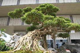 Video: Chiêm ngưỡng bộ đôi cây sanh cổ trăm năm, giá chục tỷ đồng ở Hà Nội