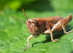 World Cup 2018 có nguy cơ bị châu chấu phá hoại
