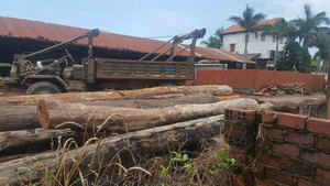 Đường dây gỗ lậu Phượng 'râu': Làm rõ trách nhiệm cán bộ liên quan