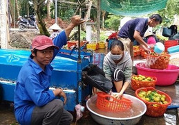 Nông dân sáng chế máy rửa trái hồng xiêm