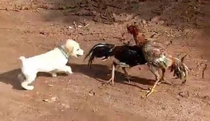 Clip: Gà trống đại chiến máu lửa, chó quyết lao vào can ngăn