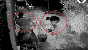 Clip: 'Quý ông' đi ô tô, nhổ trộm 2 cây hoa hồng của nhà dân lúc rạng sáng