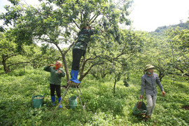 Video: Mưa đá, mất mùa, phụ nữ Sơn La vớt vát hái tỉa mận vỡ, mận sẹo