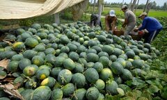 Nông dân bán dưa hấu 1.000 đồng/kg vẫn ế, vào siêu thị giá 20.000 đồng/kg