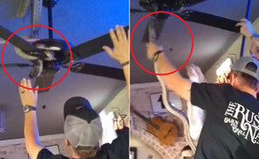 Clip: Thanh niên tay không bắt rắn trên quạt trần, đám đông hú hét kinh hãi