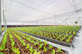 Khám phá nông nghiệp hàng đầu thế giới bên trong VinEco Nam Hội An