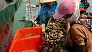 Video: Dân Quảng Ninh nuôi ngao hai cùi kiếm tiền tỷ mỗi năm