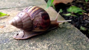 'Hái ra tiền' nhờ nuôi ốc sên lấy nhớt sản xuất mỹ phẩm