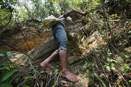 Video: Người đàn ông chân trần trèo vách đá lấy mật ong rừng ở Sơn La