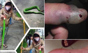 Rắn lục đuôi đỏ liên tục cắn người ở Sóc Trăng