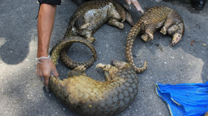 Bức ảnh khi đi du lịch tại Việt Nam khiến Phó chủ tịch công ty Trung Quốc bị sa thải