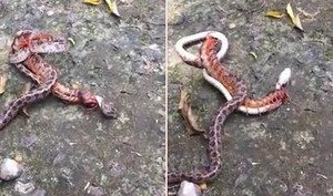 Clip: Nghẹt thở xem rắn độc tử chiến với rết khổng lồ