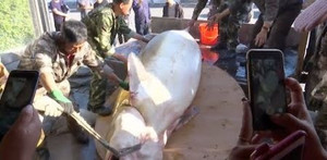 Clip: 'Quái cá' khổng lồ 100 tuổi, nặng hơn nửa tấn mắc lưới ngư dân