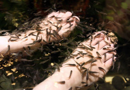 Hành động vô ý thức của hai người đàn ông khiến hàng ngàn con cá lăn ra chết