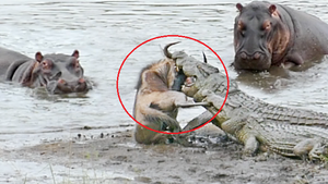 Clip: Hà mã dằn mặt cá sấu, cứu linh dương đầu bò ngoạn mục