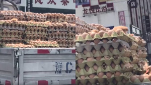 Video: Nắng nóng, trứng nở thành gà con ngay trên đường vận chuyển