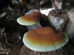 Chết lặng vì trồng tiêu, 'lén lút' trồng nấm mỗi năm thu nửa tỷ đồng