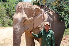 Chuyện chưa biết về 'trung úy' voi bị tử hình vì giết người, phá máy