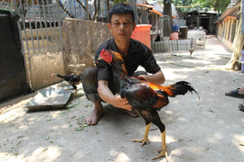 Video: Bên trong trang trại gà chọi tiền tỷ giữa thủ đô