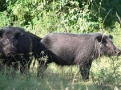 Điều tra sự việc bé sơ sinh bị bỏ rơi cho heo rừng tha ở TP.HCM