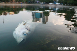 Ảnh: Cá chết nổi trắng mặt hồ Hoàng Cầu, Hà Nội