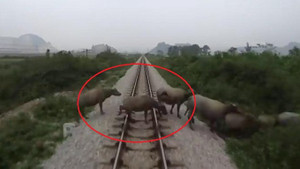 Clip: Khoảnh khắc tàu hỏa tông chết đàn trâu thả rông ở Thanh Hóa