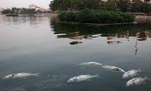 Nguyên nhân cá chết nổi trắng mặt hồ Hoàng Cầu, Hà Nội