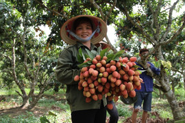 Video: Nông dân Bắc Giang đu cây thu hoạch vải chín sớm