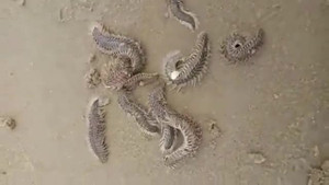 Rết biển mang độc xuất hiện dày đặc ở một số bãi biển du lịch Việt Nam