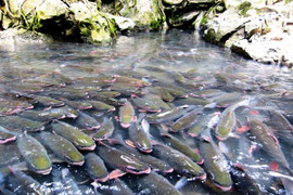 Chết bất đắc kỳ tử, nổi điên lập tức khi giết hại loài cá trú ngụ ở trong lòng núi