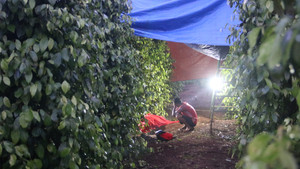 Người đàn ông chết bất thường khi vào rẫy tiêu phun thuốc trừ sâu