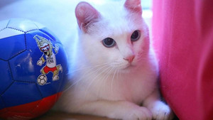 'Tiên tri mèo' của Nga phán gì về World Cup 2018?