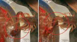 Clip: Tôm tự cắt đứt một bên càng, đào tẩu khỏi nồi lẩu sôi sùng sục