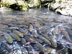 Giải mã chuyện chưa biết về loài cá khiến toàn dân miền tây Thanh Hóa coi trọng như thần