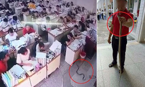 Clip: Rắn trườn vào lớp học tránh nóng, bị thầy giáo tay không tóm gọn