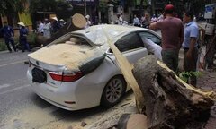 Video: Cây phượng đổ đè trúng ô tô đỗ trên phố cổ Hà Nội