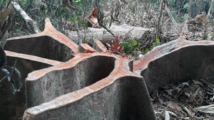 Hàng chục cây ươi rừng bị chặt hạ để lấy hạt