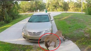 Clip: Báo sư tử truy sát, ăn thịt mèo trước hiên nhà gây sốc