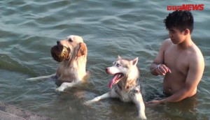 Video: Chó cưng đắt tiền ở Thủ đô 'rủ nhau' ra Hồ Tây tắm giải nhiệt