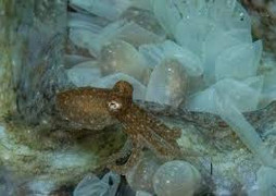 Video: Ăn con mực trứng béo múp, người phụ nữ bị mực đẻ trứng lúc nhúc vào lưỡi