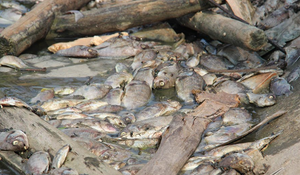 Ảnh: Cá chết thối rữa bâu đầy ruồi nhặng giữa thành phố Hạ Long